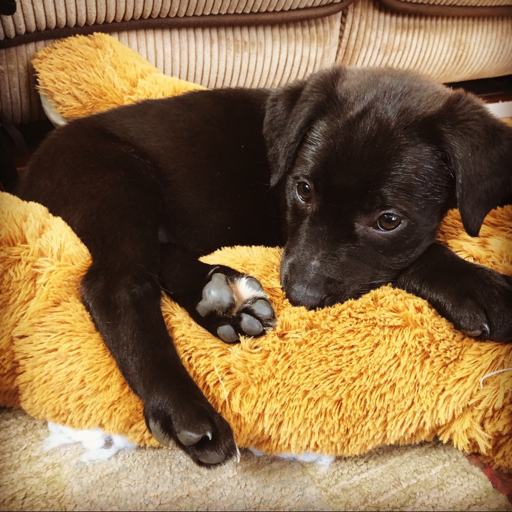 Meet your Posher, Alexis